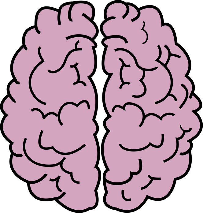 Human Brain Illustration